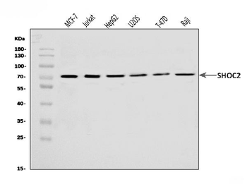 Anti-Shoc2/Sur8 Antibody