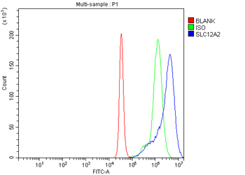 NKCC1/SLC12A2 Antibody