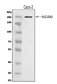 Anti-NKCC1/SLC12A2 Antibody