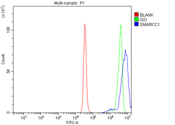 SMARCC1/BAF155 Antibody