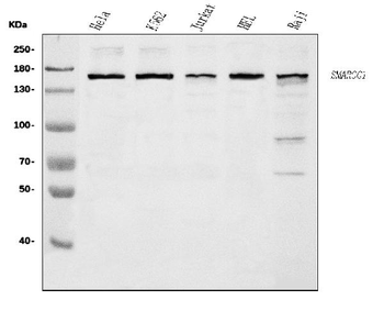 SMARCC1/BAF155 Antibody
