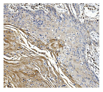 Anti-GSDMD Antibody (monoclonal, 6D11)