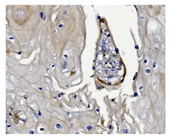 GSDMD Antibody (monoclonal, 3D5)