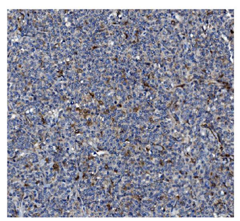 Anti-GSDMD Antibody (monoclonal, 3D5)