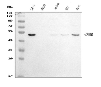 Anti-GSDMD Antibody (monoclonal, 3D5)