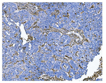 Anti-CD13/ANPEP Antibody (monoclonal, 7F2)