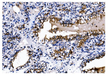 Anti-CD13/ANPEP Antibody (monoclonal, 7F2)