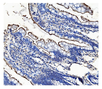 Anti-CD13/ANPEP Antibody (monoclonal, 9G5)