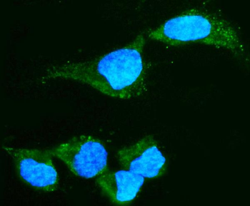 Alpha A Crystallin Antibody (monoclonal, 10B9)