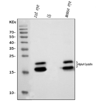 Alpha A Crystallin Antibody (monoclonal, 8H6)