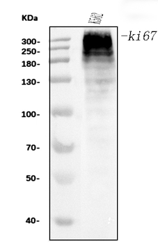 Anti-Ki67 Antibody (monoclonal, 5C7)
