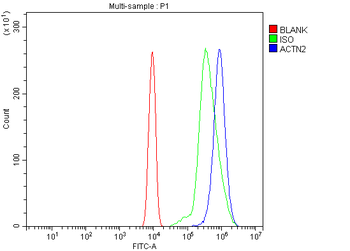 Anti-ACTN2 Antibody