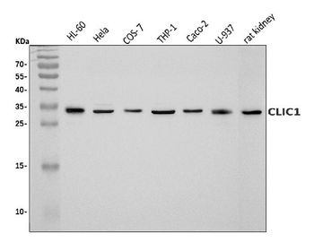 Anti-CLIC1 Antibody