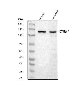 Anti-Contactin 1/CNTN1 Antibody