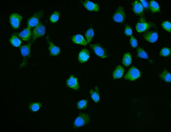 Anti-Dicer/DICER1 Antibody