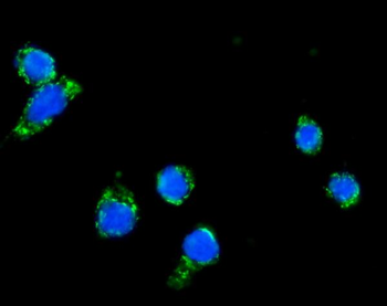Anti-DLAT Antibody