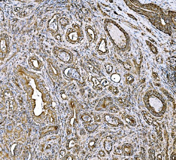 Anti-DLAT Antibody