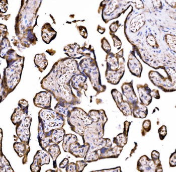 Anti-DLAT Antibody