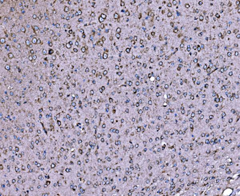 Anti-DLAT Antibody