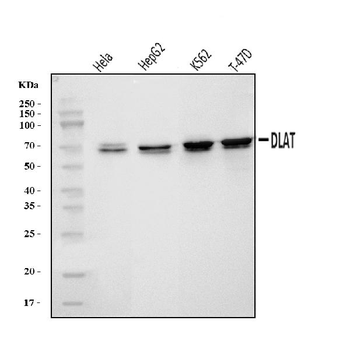 Anti-DLAT Antibody