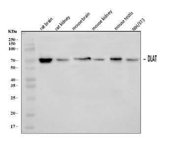 Anti-DLAT Antibody