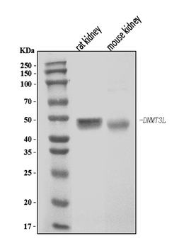 Anti-Dnmt3l Antibody
