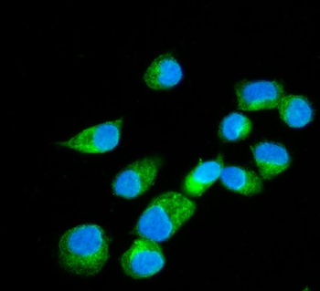 Anti-Erlin-2/ERLIN2 Antibody