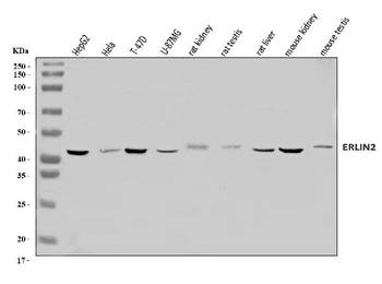 Anti-Erlin-2/ERLIN2 Antibody