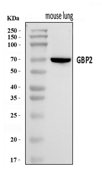 Anti-Gbp2 Antibody