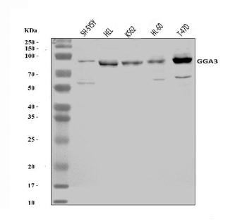 Anti-GGA3 Antibody