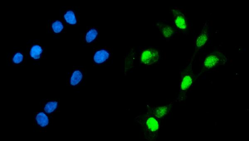 Anti-Geminin/GMNN Antibody
