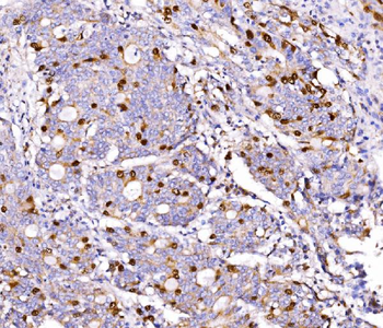 Anti-Geminin/GMNN Antibody