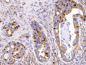 Anti-Geminin/GMNN Antibody
