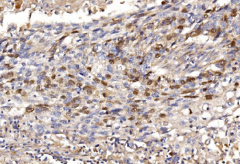 Anti-Geminin/GMNN Antibody