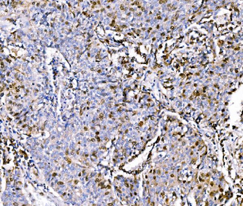Anti-Geminin/GMNN Antibody