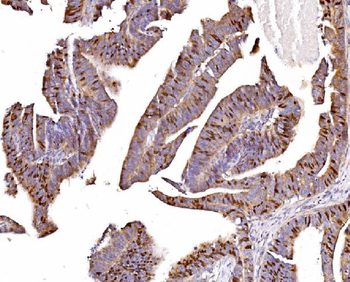 Anti-Geminin/GMNN Antibody