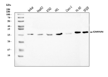 Anti-Geminin/GMNN Antibody