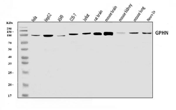 Anti-Gephyrin/GPHN Antibody
