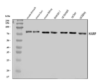 Anti-Hjurp Antibody
