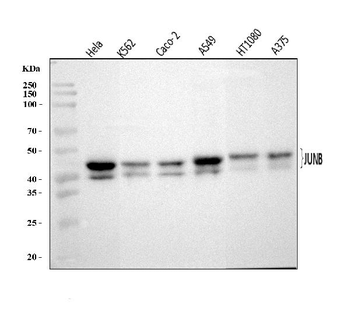 Anti-JUNB Antibody