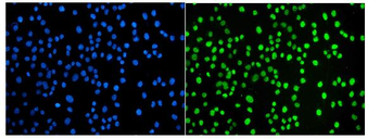 Anti-JUNB Antibody