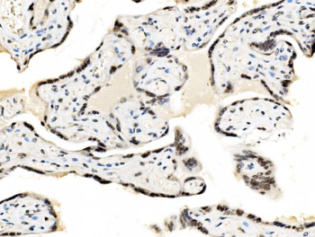 Anti-JUNB Antibody