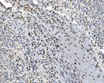 Anti-JUNB Antibody