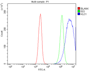 KLC1 Antibody