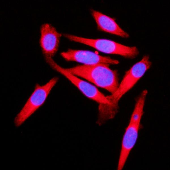 Anti-KLC1 Antibody