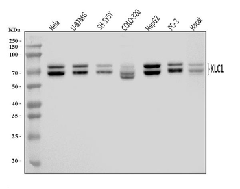 Anti-KLC1 Antibody