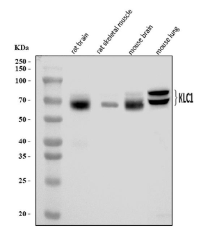 Anti-KLC1 Antibody