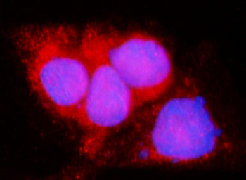 Anti-LACTB Antibody