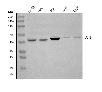 Anti-LACTB Antibody