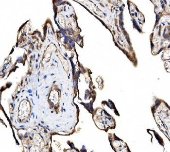 Anti-FAM129B/NIBAN2 Antibody